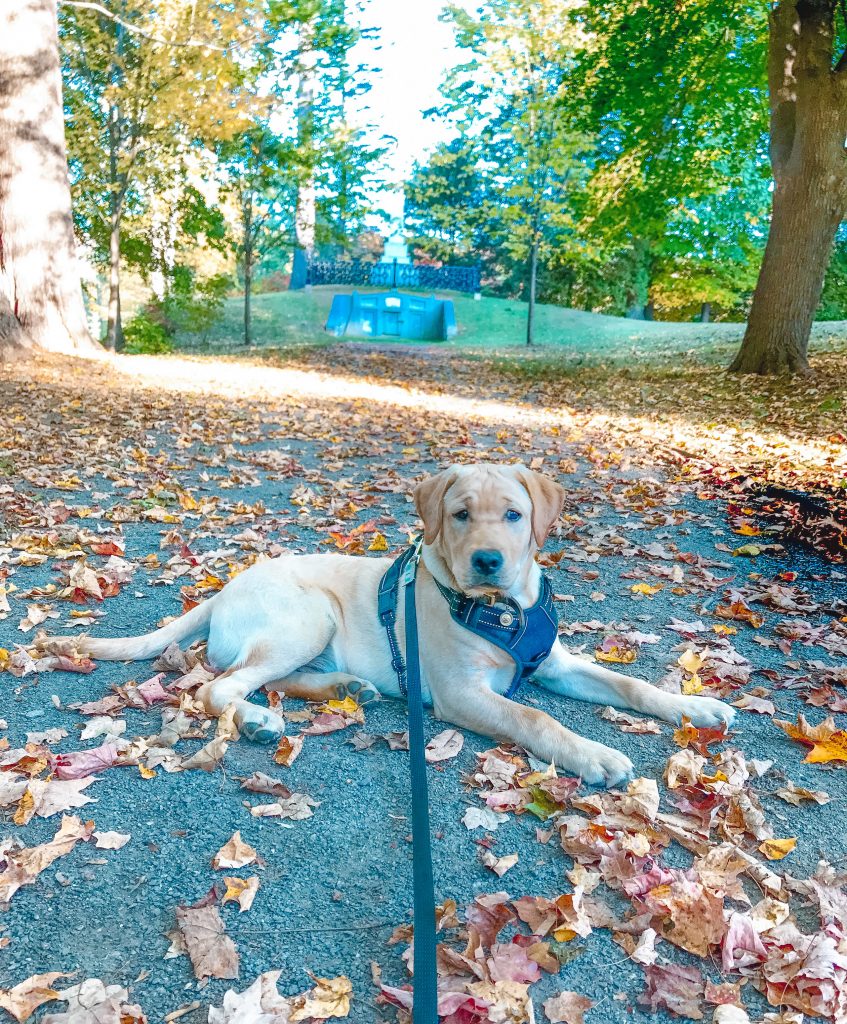 fall capitol park augusta maine