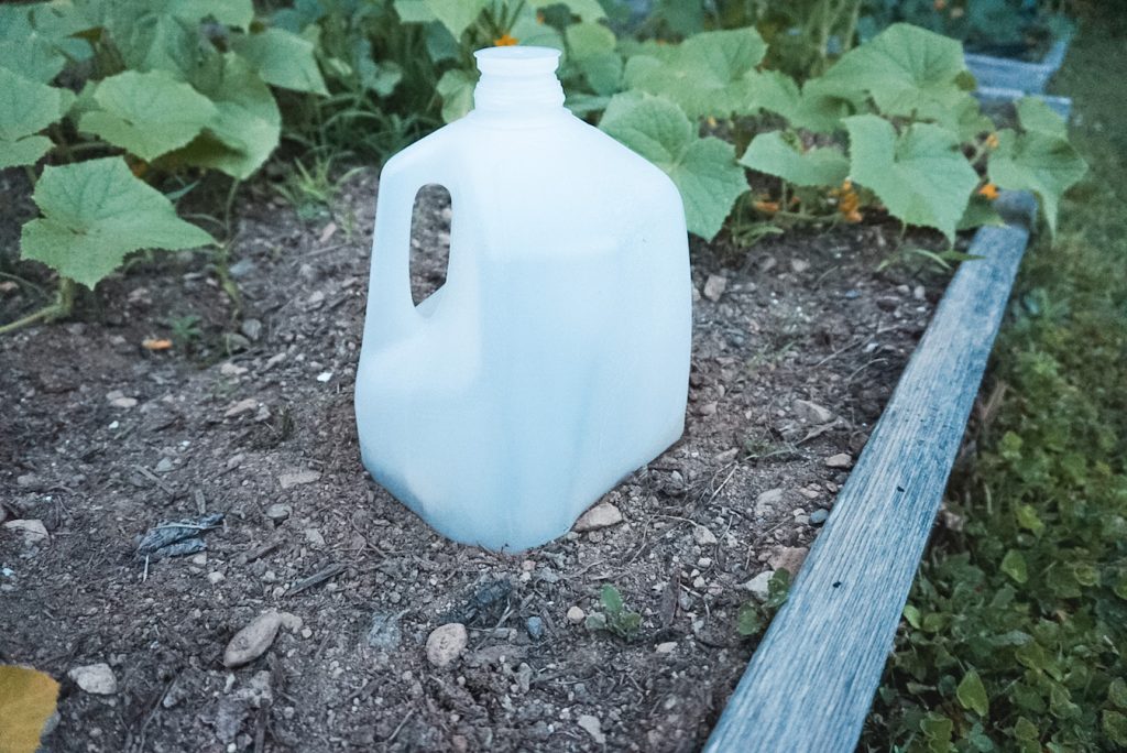 gardening tips milk jug