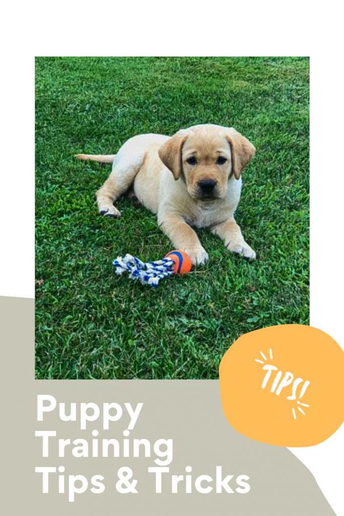 puppy training tips and tricks