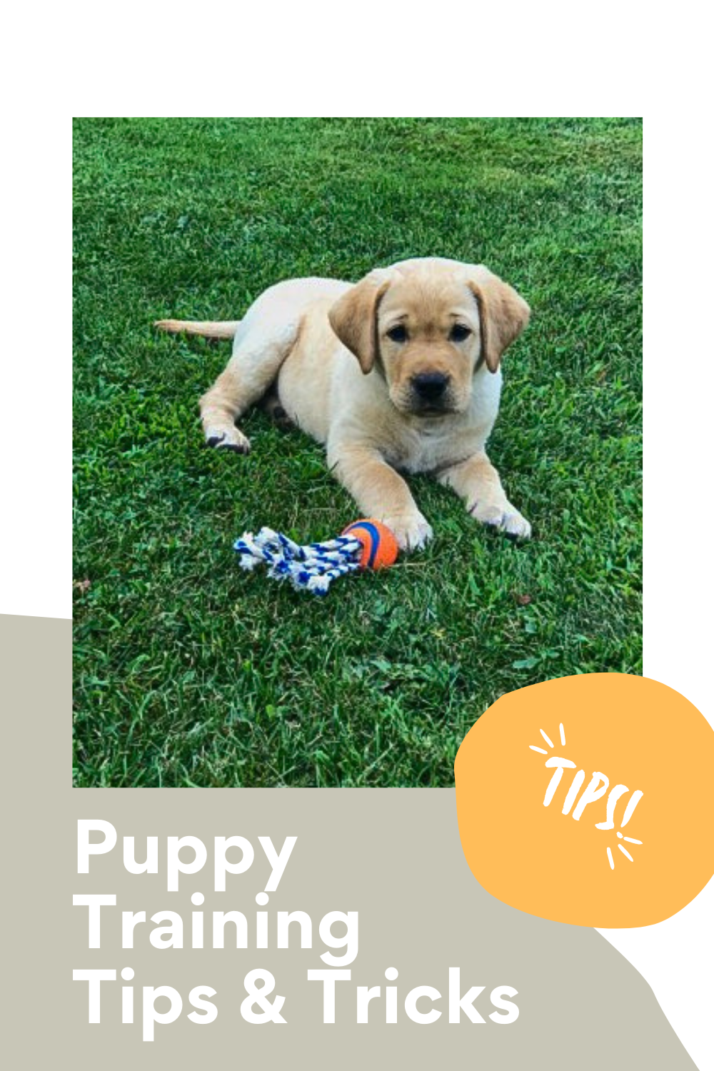 puppy laying in the grass