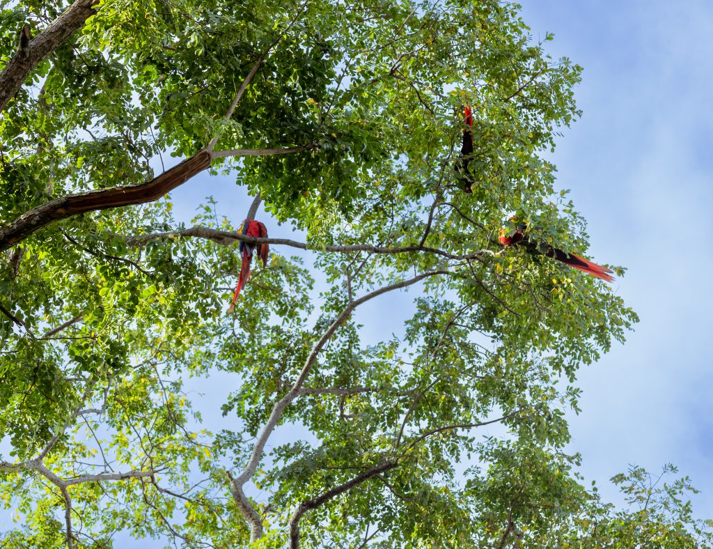 macaw wildlife